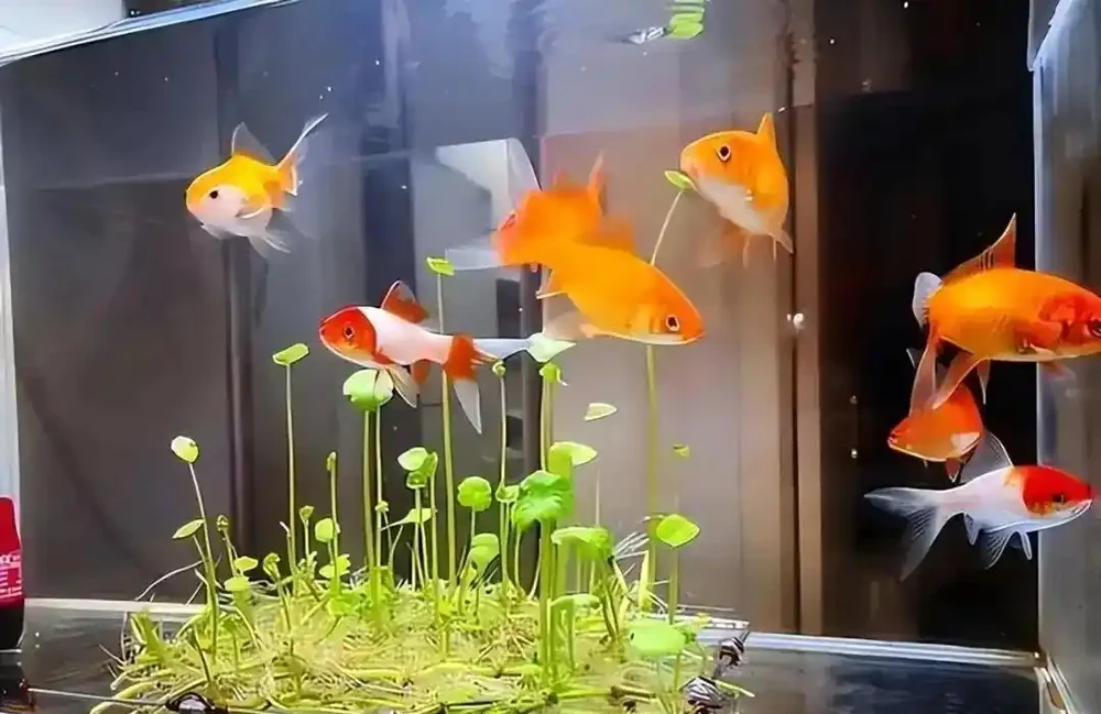用魚缸養「銅錢草」,美得不像樣,網友:小小銅錢草,太驚豔了!