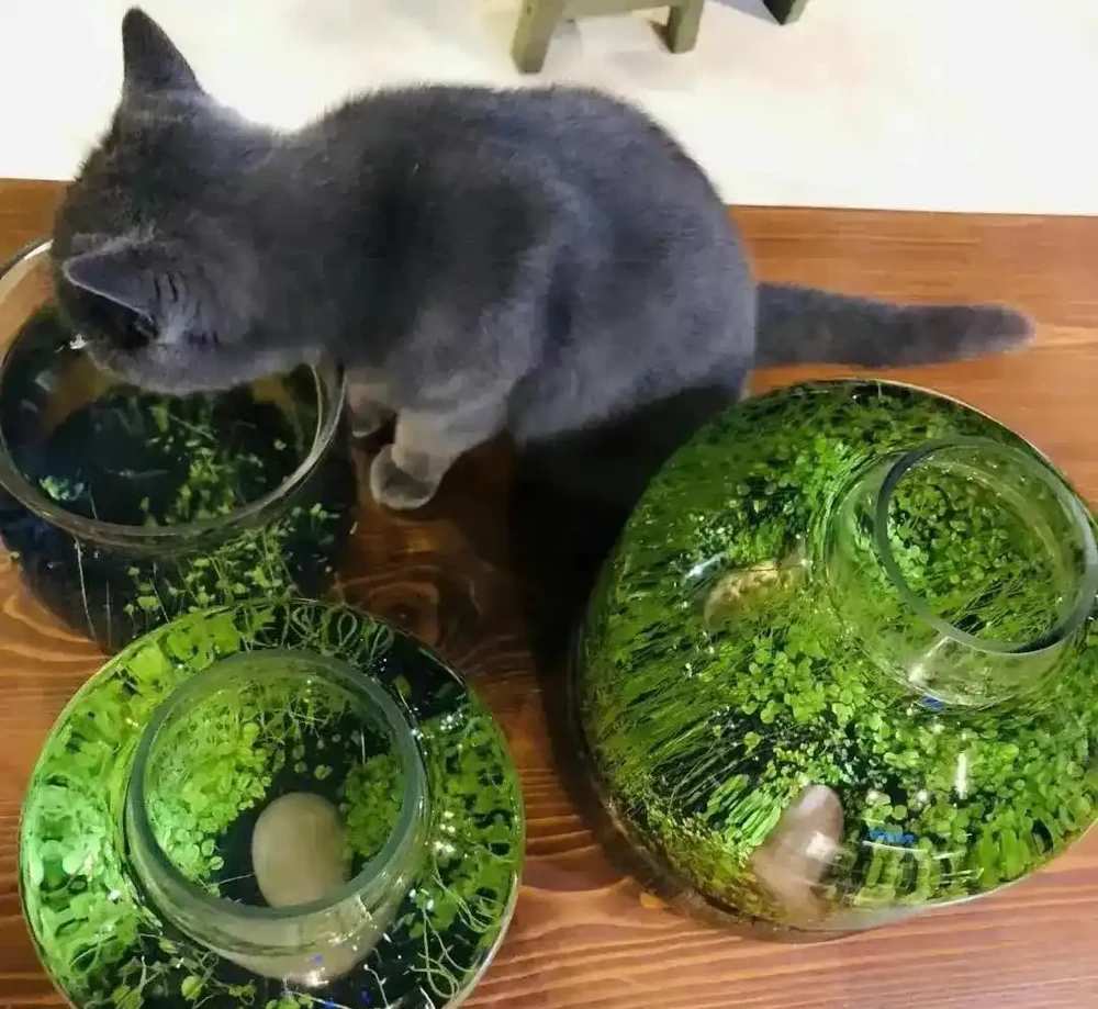 用魚缸養「銅錢草」,美得不像樣,網友:小小銅錢草,太驚豔了!