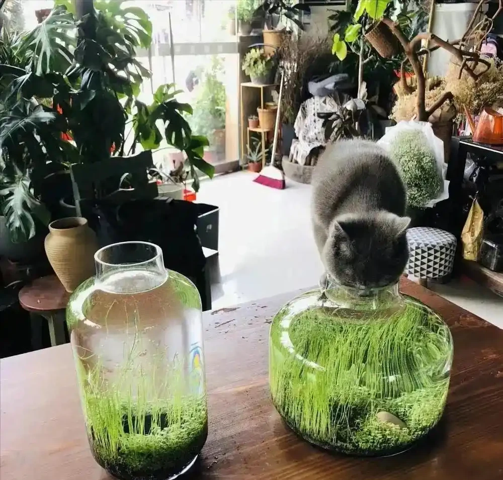 用魚缸養「銅錢草」,美得不像樣,網友:小小銅錢草,太驚豔了!