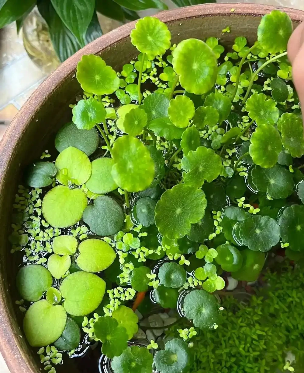 用魚缸養「銅錢草」,美得不像樣,網友:小小銅錢草,太驚豔了!