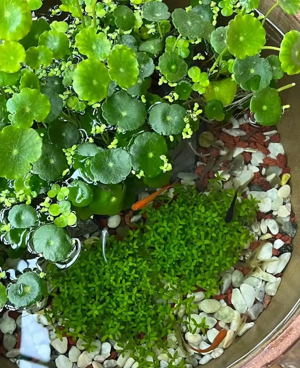 用魚缸養「銅錢草」,美得不像樣,網友:小小銅錢草,太驚豔了!