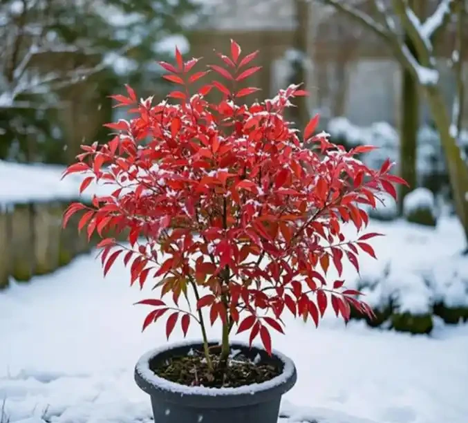 庭院適合種什麼植物?推薦5種四季常青好運樹,顏值高寓意好