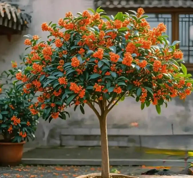 庭院適合種什麼植物?推薦5種四季常青好運樹,顏值高寓意好