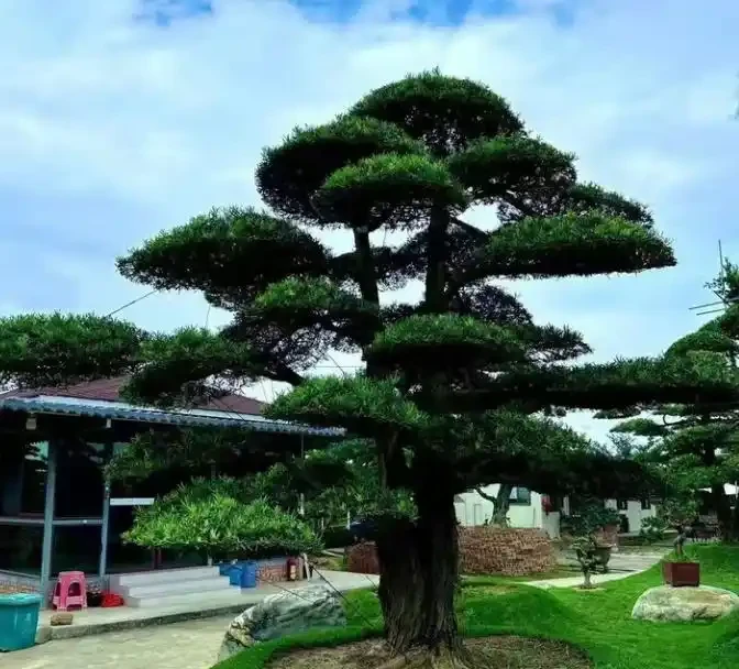 庭院適合種什麼植物?推薦5種四季常青好運樹,顏值高寓意好