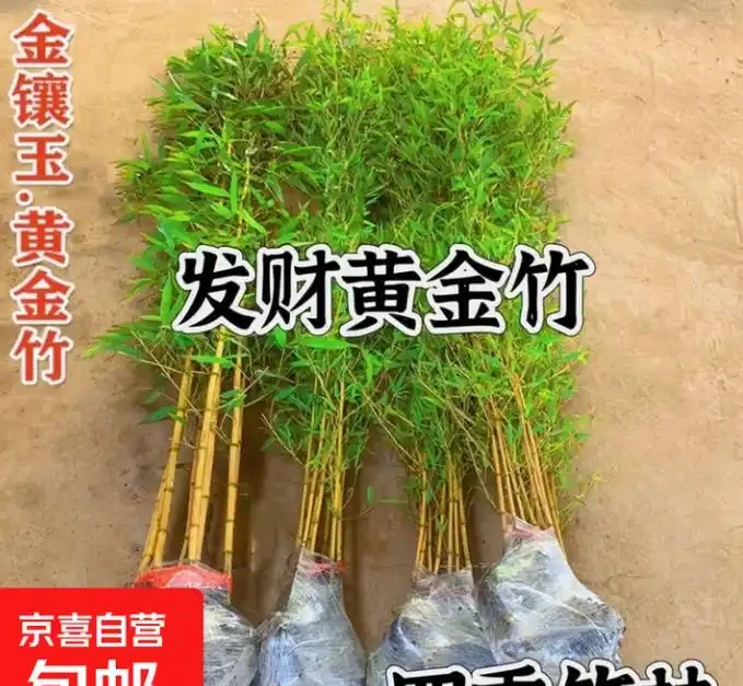 庭院適合種什麼植物?推薦5種四季常青好運樹,顏值高寓意好