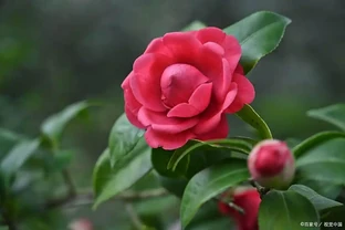 茶花樹葉乾枯落葉？別慌！5 個常見原因對症就能救