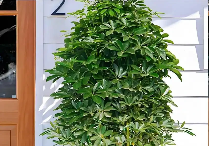 秋天養鵝掌藤,趁早做好3件事,長得快枝繁葉茂,株型美觀!