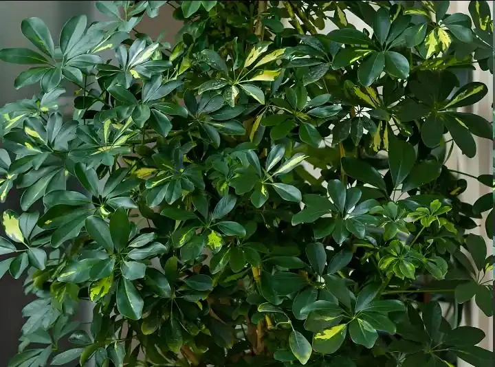 秋天養鵝掌藤,趁早做好3件事,長得快枝繁葉茂,株型美觀!