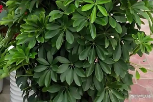 秋天養鵝掌藤，趁早做好3件事，長得快枝繁葉茂，株型美觀！