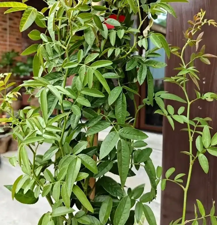 玫瑰花三月份能移植嗎?老花農曝黃金移植期,3 步操作當年開爆花