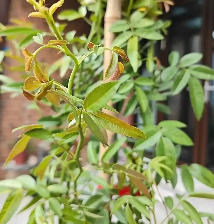 玫瑰花三月份能移植嗎?老花農曝黃金移植期,3 步操作當年開爆花