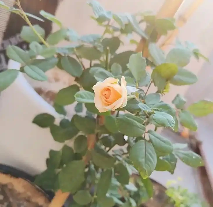 玫瑰花三月份能移植嗎?老花農曝黃金移植期,3 步操作當年開爆花