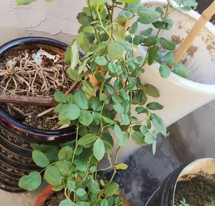 玫瑰花三月份能移植嗎?老花農曝黃金移植期,3 步操作當年開爆花