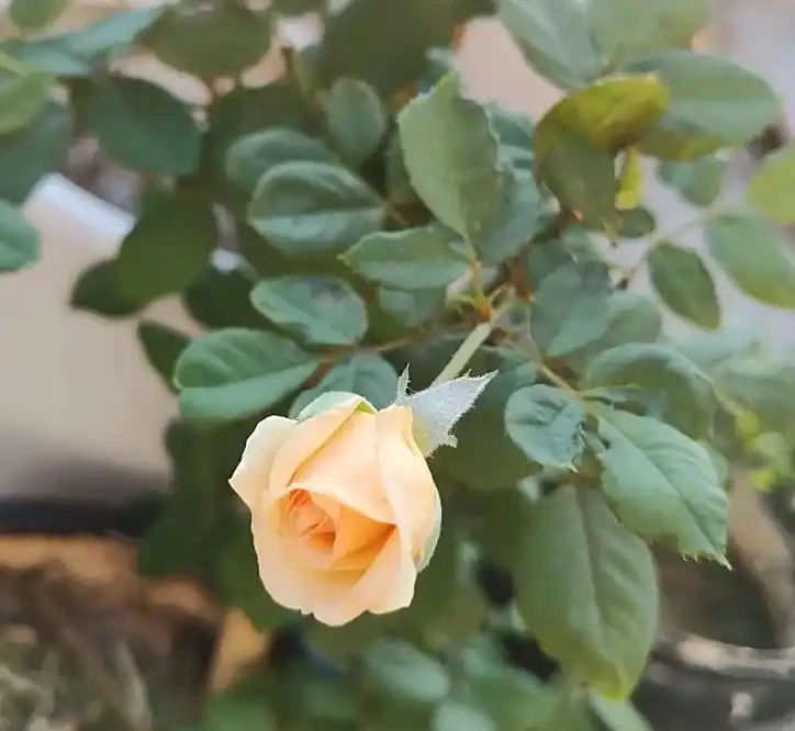 玫瑰花三月份能移植嗎?老花農曝黃金移植期,3 步操作當年開爆花