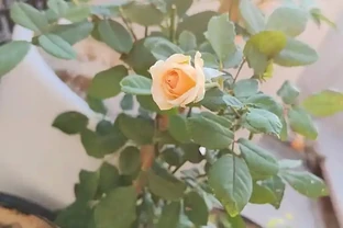玫瑰花三月份能移植嗎？老花農曝黃金移植期，3 步操作當年開爆花