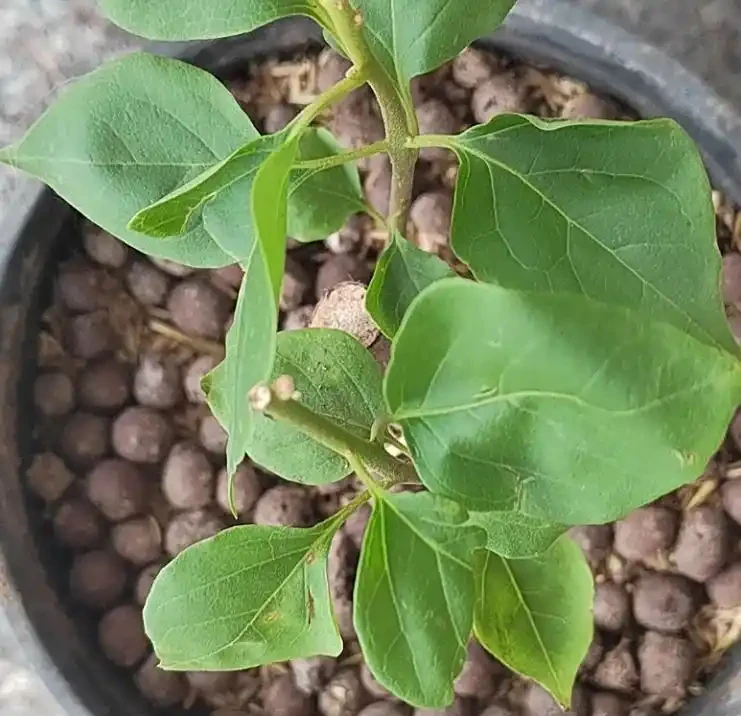 發泡煉石能種花嗎？老花農曝 5 大用法，透氣不腐根，新手也能種活