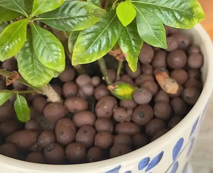 發泡煉石能種花嗎？老花農曝 5 大用法，透氣不腐根，新手也能種活