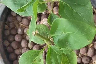 發泡煉石能種花嗎？老花農曝 5 大用法，透氣不腐根，新手也能種活