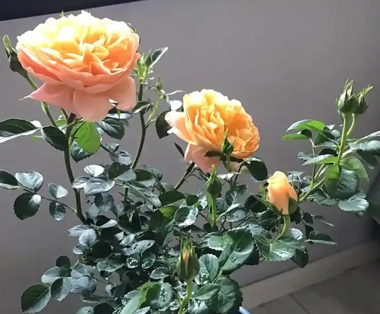 玫瑰葉子發黃掉葉?老花農揪出 6 大元兇,附急救方法,新手也能救回來