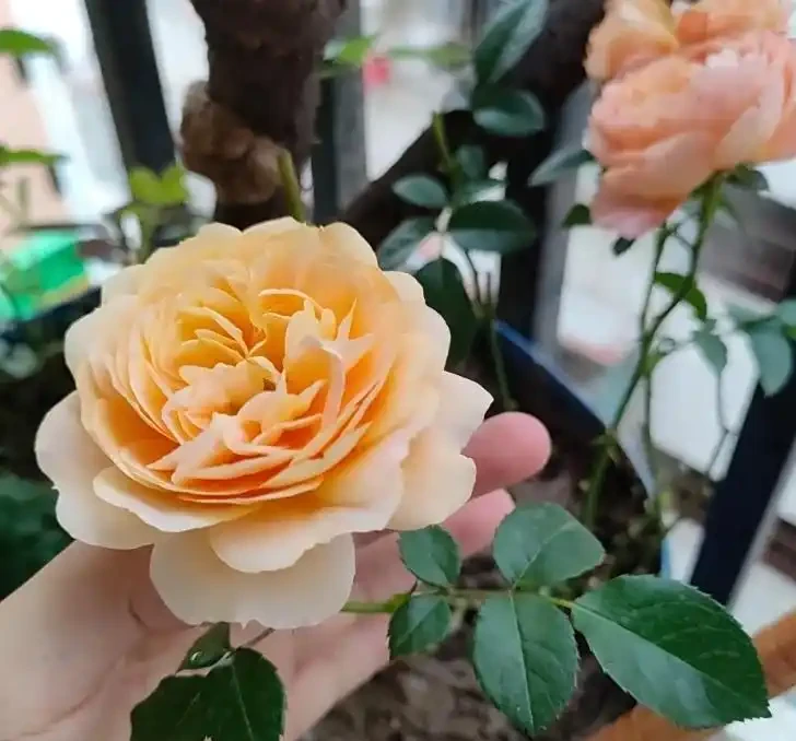 玫瑰葉子發黃掉葉?老花農揪出 6 大元兇,附急救方法,新手也能救回來