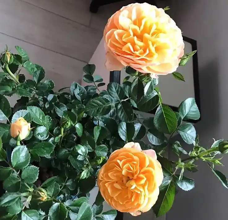 玫瑰葉子發黃掉葉?老花農揪出 6 大元兇,附急救方法,新手也能救回來