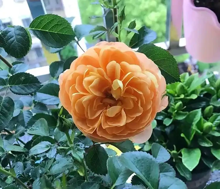 玫瑰葉子發黃掉葉?老花農揪出 6 大元兇,附急救方法,新手也能救回來