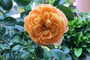 玫瑰葉子發黃掉葉？老花農揪出 6 大元兇，附急救方法，新手也能救回來