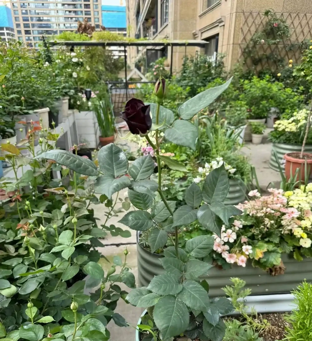 女子用30天,把1束「玫瑰插花」全插枝成活,網友:太強了!