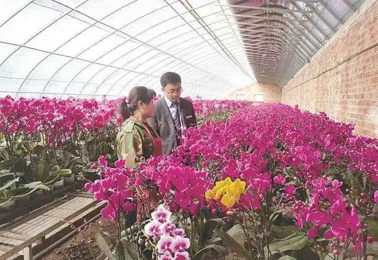蝴蝶蘭葉片發軟發皺?別慌!這份「急救指南」讓你輕鬆應對