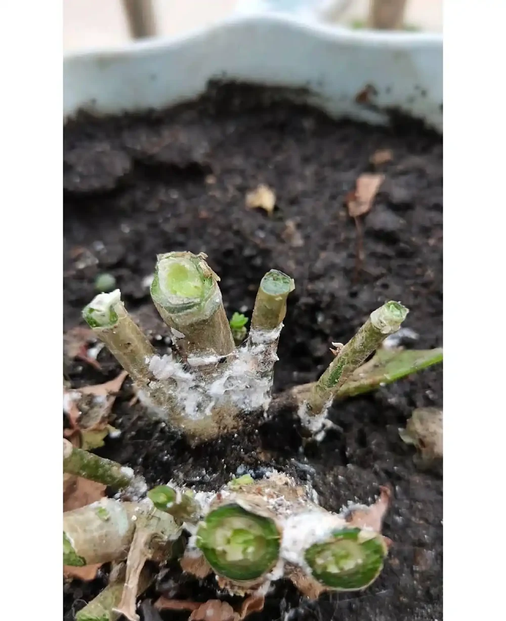 決戰粉蝨：教你徹底消滅花卉「白色噩夢」