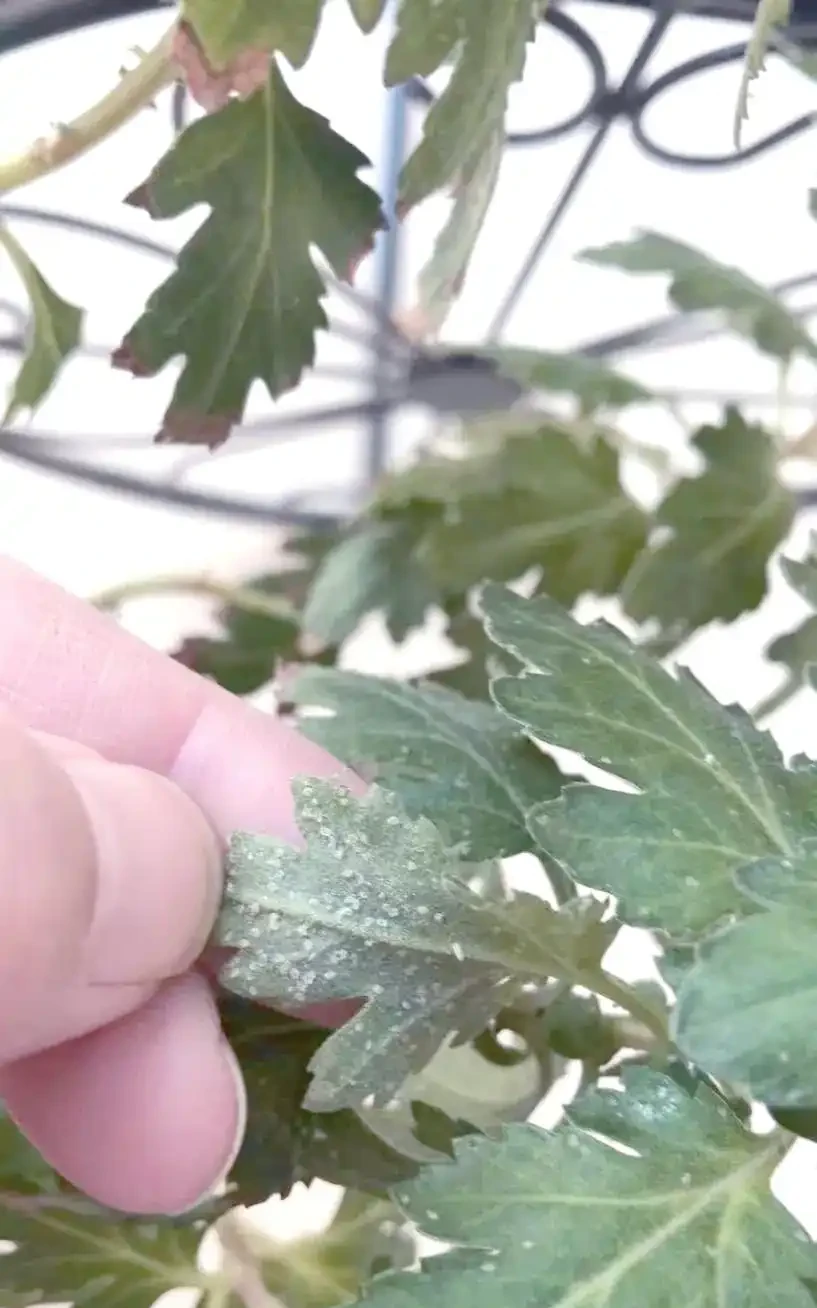 決戰粉蝨:教你徹底消滅花卉「白色噩夢」