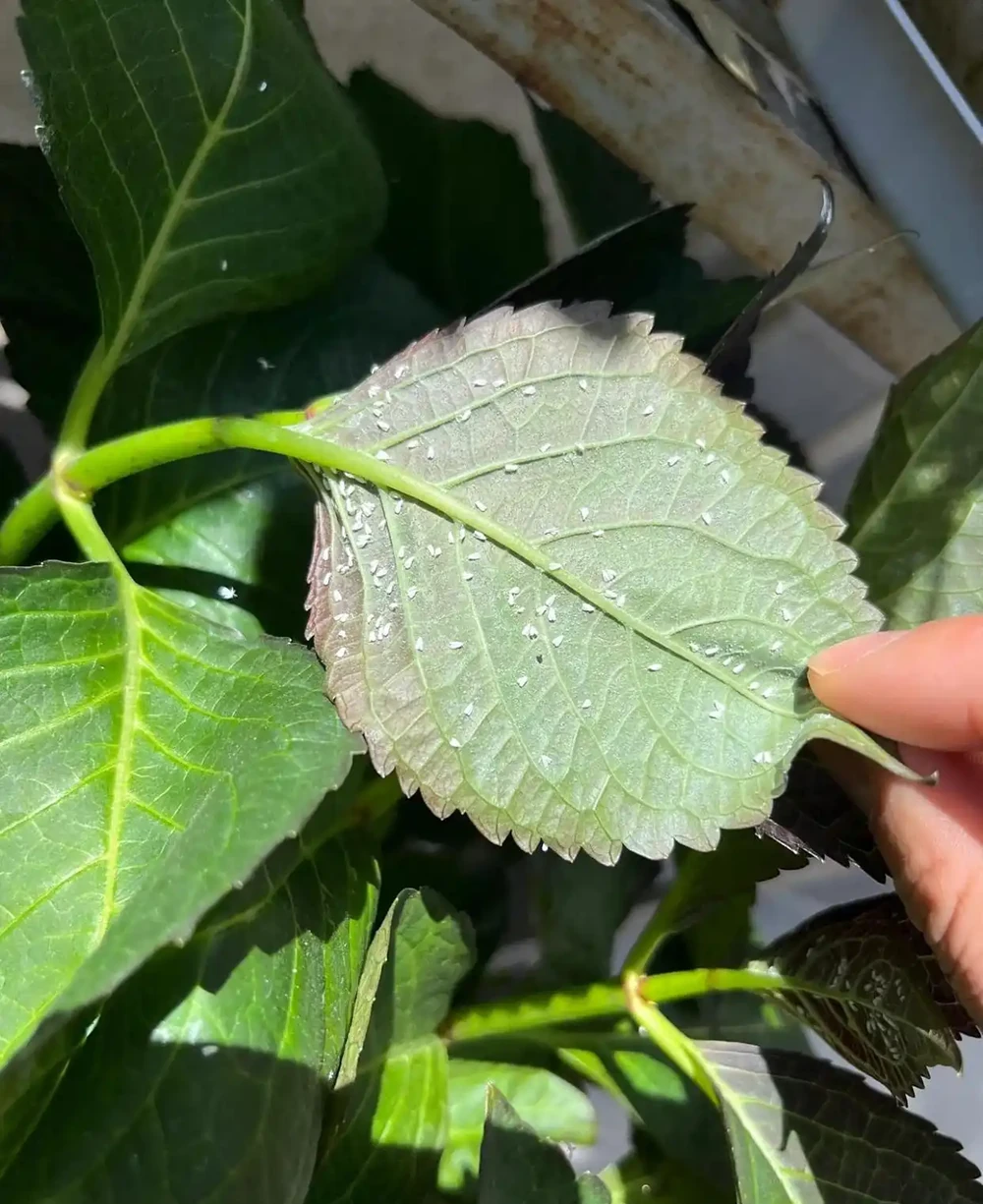 決戰粉蝨:教你徹底消滅花卉「白色噩夢」