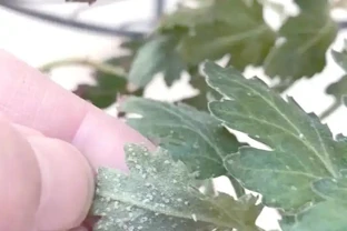 決戰粉蝨：教你徹底消滅花卉「白色噩夢」