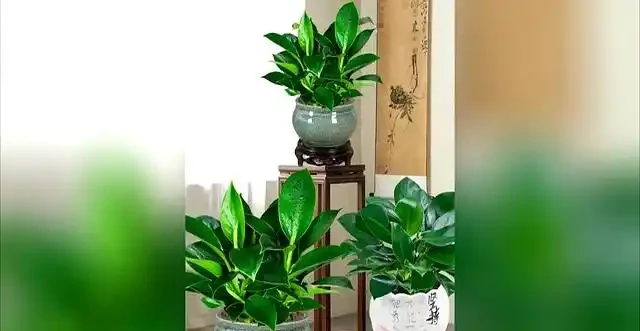 金鑽開花之謎，真相驚人，園藝界炸鍋了！
