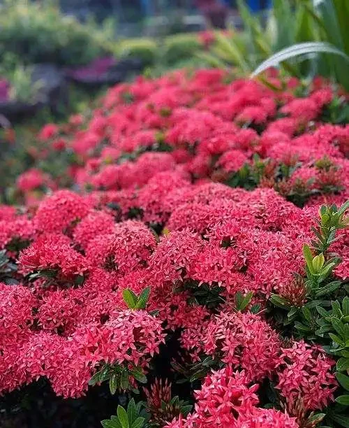 龍船花