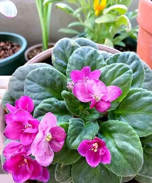 非洲紫羅蘭