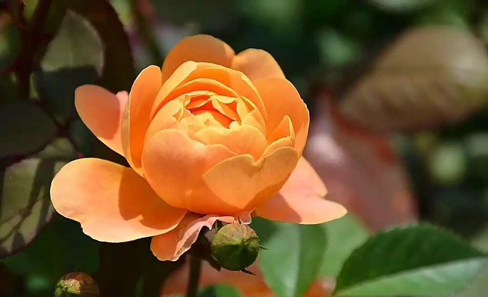 月季花