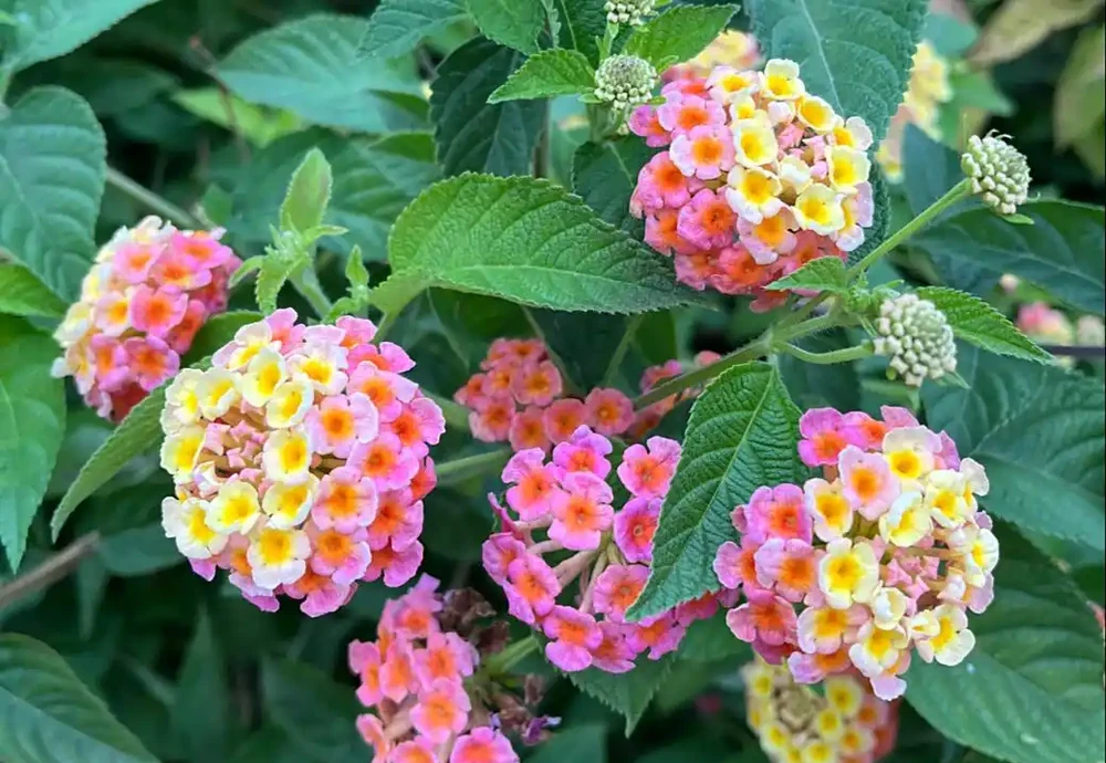 馬纓丹