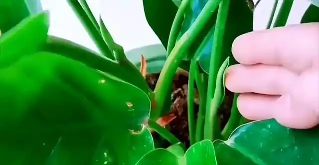 金鑽開花之謎，真相驚人，園藝界炸鍋了！