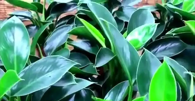 金鑽開花之謎，真相驚人，園藝界炸鍋了！