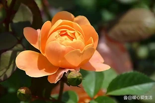四季花開不敗：這些花卉讓你的花園全年綻放！