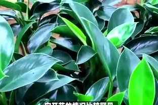 金鑽開花之謎，真相驚人，園藝界炸鍋了！