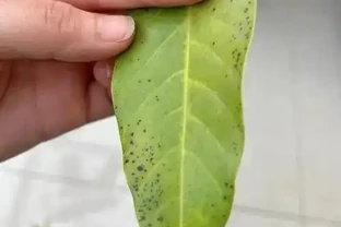 花葉長黑斑點是什麼原因？花葉現黑斑，探尋背後的 「健康危機」