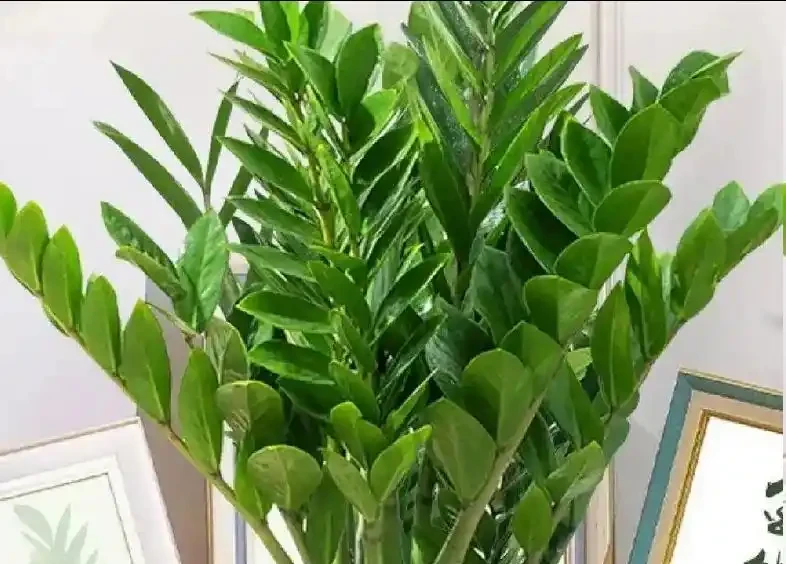 雪鐵芋這3種枝條不能留！看到就剪，越剪越旺，葉片油亮有光澤！