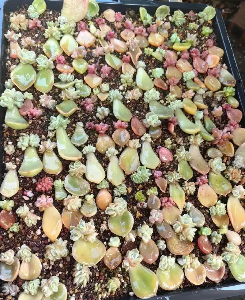 多肉插枝多久能長根?多肉插枝長根指南:加快多肉插枝長根的方法和長根後的養護要點