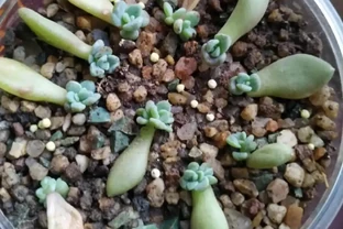 多肉插枝多久能長根？多肉插枝長根指南：加快多肉插枝長根的方法和長根後的養護要點