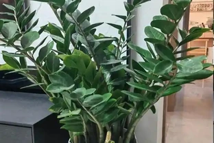 雪鐵芋這3種枝條不能留！看到就剪，越剪越旺，葉片油亮有光澤！