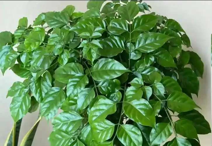 幸福樹為什麼掉葉子?原因有這5點,3招教你救回來!