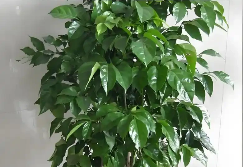 幸福樹為什麼掉葉子?原因有這5點,3招教你救回來!