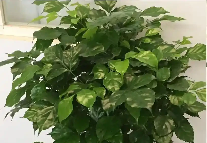 幸福樹為什麼掉葉子?原因有這5點,3招教你救回來!